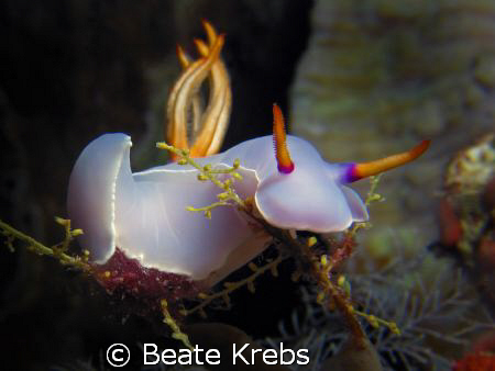 Hypselodoris , taken at Wakatobi with Canon S70 and doubl... by Beate Krebs 