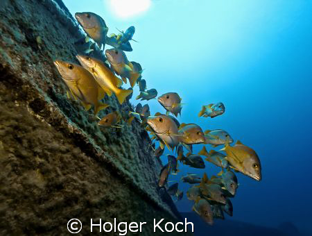 It takes a little time to get this picture, thanks to my ... by Holger Koch 