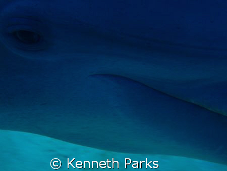 Dolphin eye watching you! Fast moving. by Kenneth Parks 