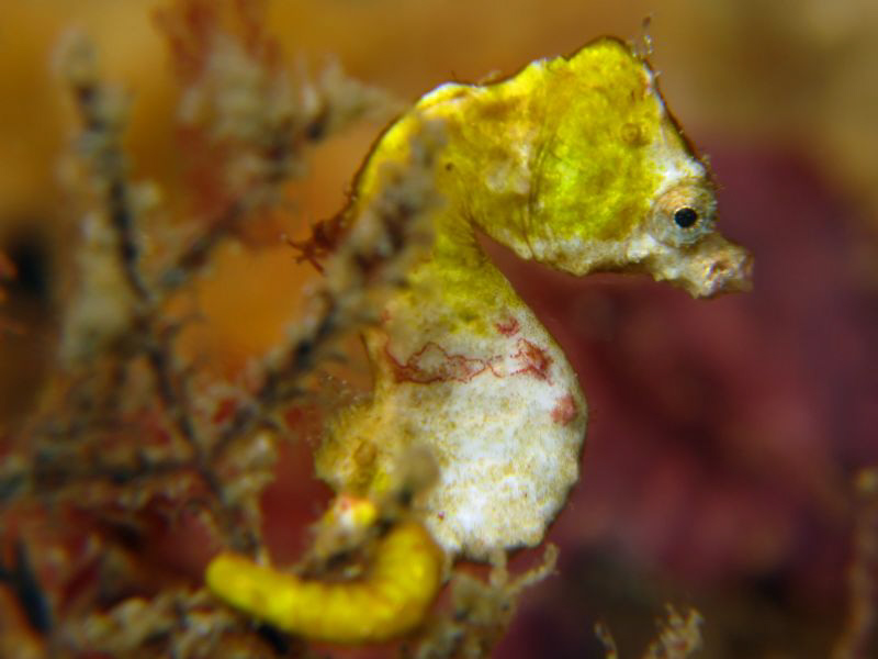 Hippocampus pontohi hanging under a small ledge in Lembeh... by Brian Mayes 