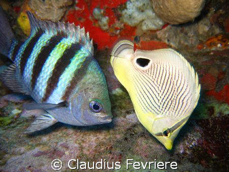 Love by Claudius Fevriere 