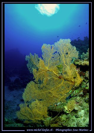 Red Sea scenary... Que du bonheur...:O)... by Michel Lonfat 
