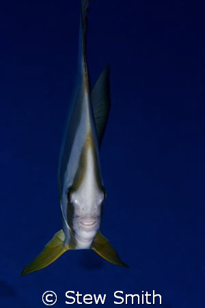 batfish/spadefish 60mm canon 350D by Stew Smith 