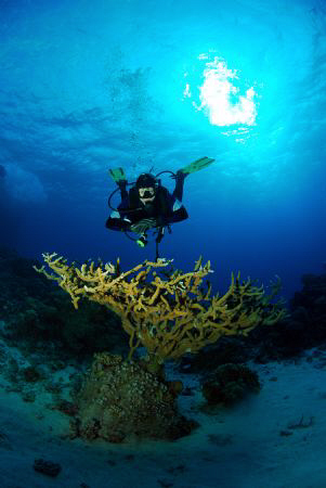 Diver in the red sea by Andy Kutsch 