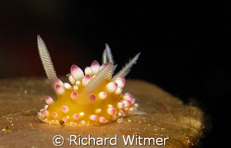 Self-propelled candy. Cadlinella ornatissima. Anilao.  Ca... by Richard Witmer 