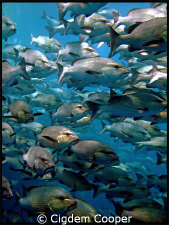 School of Twinspotted Snapper at Shark Reef. by Cigdem Cooper 