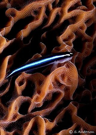 I'm little but Im Bad! This Neon Gobie  is waiting for an... by Steven Anderson 