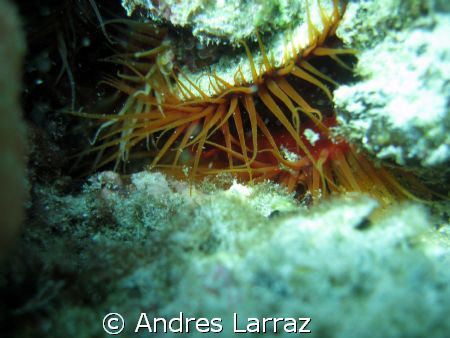 hairy clam by Andres Larraz 
