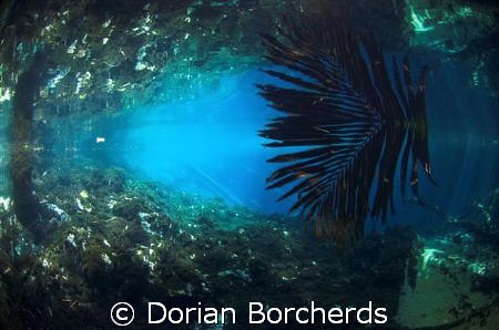 Surface reflection in a Fresh Water stream by Dorian Borcherds 