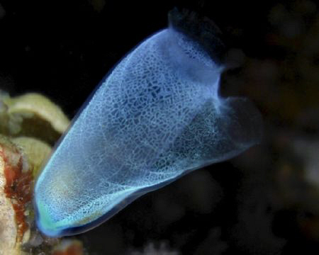 Coral... a hand held strobe pointing down the tube to giv... by Andrew Macleod 
