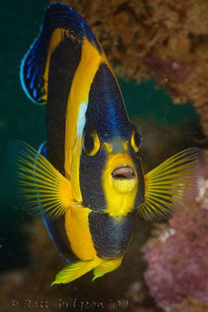 Scribbled Angelfish.  Ningaloo Reef, Western Australia.  ... by Ross Gudgeon 