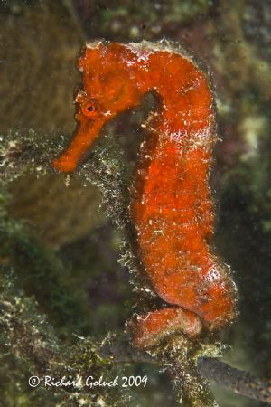 Seahorse-Bonaire-Canon 5D 100 mm macro by Richard Goluch 