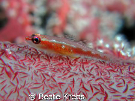 Very small Gobi on a softsoral, taken at Wakatobi with my... by Beate Krebs 
