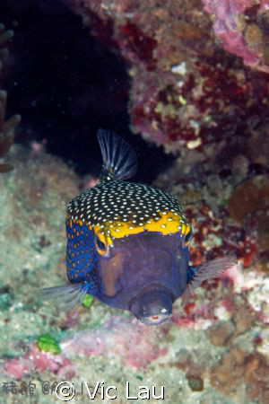 cutie box fish by Vic Lau 