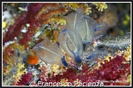 Clavelina lepadiformis on Paramuricea clavata. Taken with... by Francesco Pacienza 