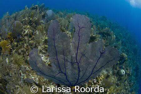 I thought this dive would be a "bust" without strobes, bu... by Larissa Roorda 