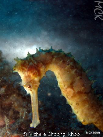shy one, Lembeh,Manado with Canon G10 by Michelle Choong_khoo 