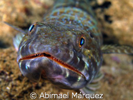 Sandiver, Sugar Pier, Aguadilla, P.R. by Abimael Márquez 