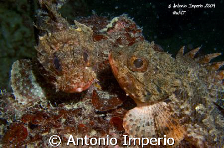 Sorpresi by Antonio Imperio 