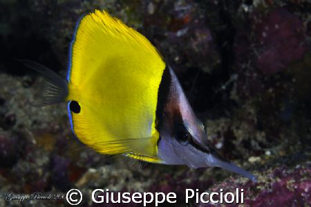 Longnose by Giuseppe Piccioli 