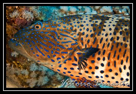 Plectropomus Pessuliferus by Vittorio Durante 