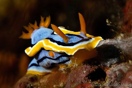 Chromodoris annae - Nikon D300, 105mm, no crop, 1/30 sec ... by Michael Henke 