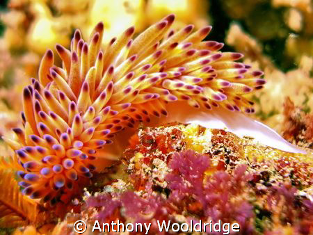 Janolus Nakaza (Gas Flame Nudibranch) taken at Philips Re... by Anthony Wooldridge 