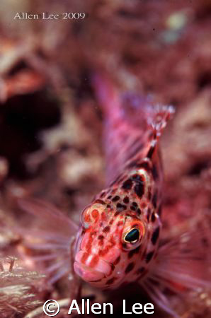short-snout Hawk fish. by Allen Lee 