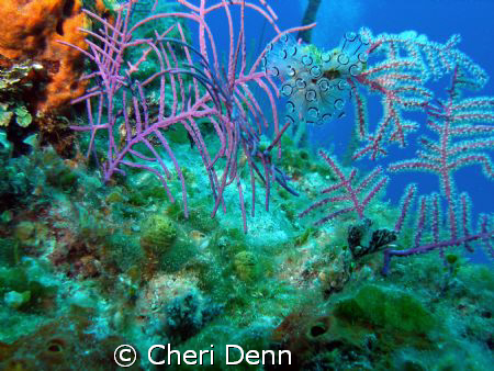 Taken with an Olympus SP350 at a Nekton Pilot divesite kn... by Cheri Denn 