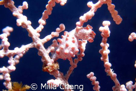 Pygmy Seahouse (to 2 cm) by Milla Chang 