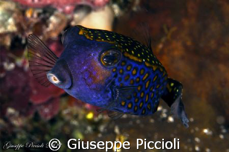 Bluebox by Giuseppe Piccioli 