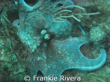 Caribbean Octopus @ Victor's Cleaning Station, Culebra by Frankie Rivera 
