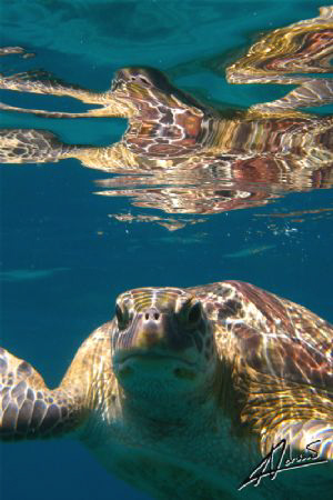I love this turtle! it is such a natural subject for anyo... by Adriano Trapani 