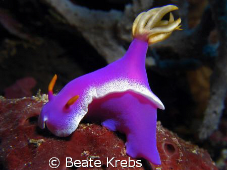 Purple beauty, taken at Wakatobi with Canon S70 by Beate Krebs 