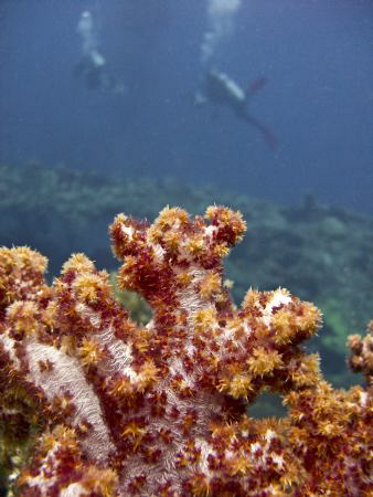 nice colours and background divers.. Casio exilim. by Andrew Macleod 