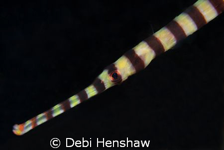 Banded Pipefish head shot. Nikon D200 60mm +x2 diopter by Debi Henshaw 