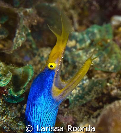 Blue Ribbon Eel by Larissa Roorda 