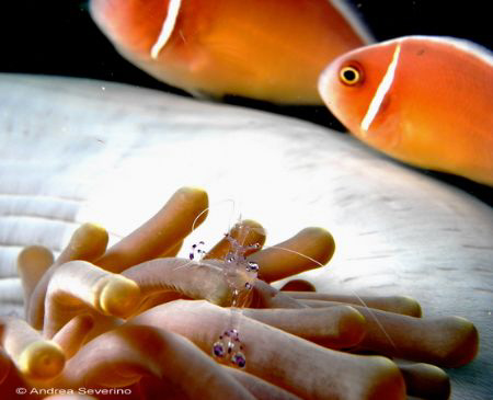 Periclemenes on Anemone with Clowns in the background... by Andrea Severino 