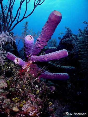 This photo was taken off Clifton Wall in Nassau in 2008 w... by Steven Anderson 