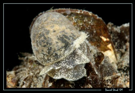 Big-eared radix, night dive, 5°C water temp ... great viz... by Daniel Strub 