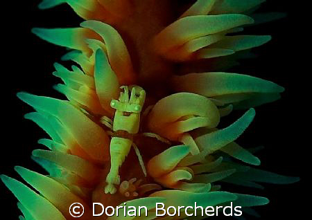 Zanzibar Shrimp on Whip Coral.Cropped. by Dorian Borcherds 