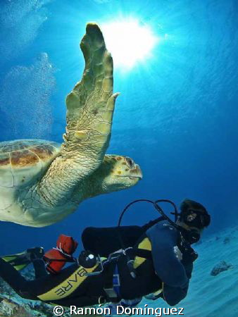 Carey turtle swimming along with my friend. by Ramón Domínguez 