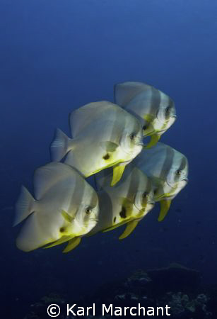 Battalion of Batfish by Karl Marchant 