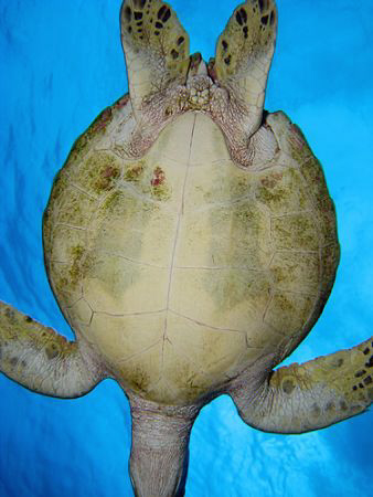 Green Turtle from a different POV. by Martin Dalsaso 