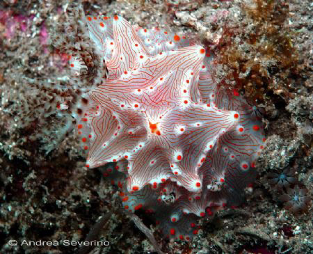 it almost seemed a sponge...  it is not by Andrea Severino 