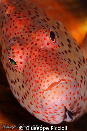Pois by Giuseppe Piccioli 