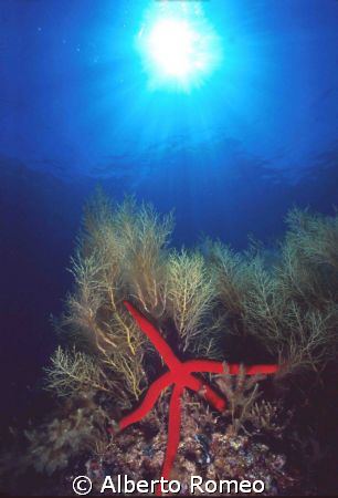 RED STARFISH AND SUN BACKLIGHT.
 by Alberto Romeo 