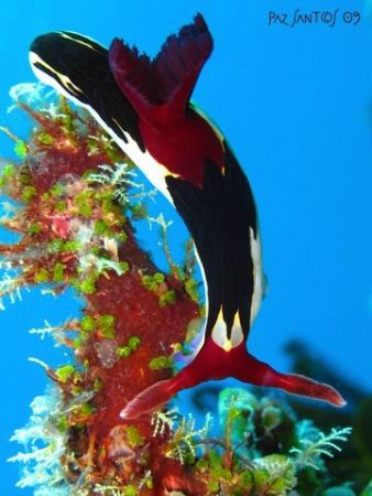 Nembrotha Chamberlaini (Beatrice Rock, Anilao Batangas) by Paz Maria De Vera-Santos 