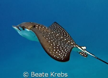Eagle Ray at the end of our dive at the Housereef of ElQu... by Beate Krebs 