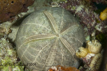 Heart Urchin-Skeleton-Bonaire by Richard Goluch 